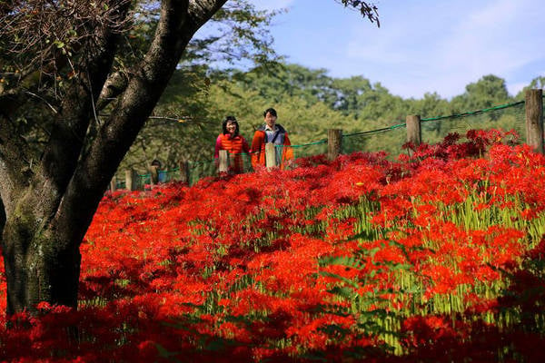 Những ngày tháng 10 này, du khách đến với vườn hoa bạch dương đỏ rực trong công viên Kinchakuda, thành phố Hidaka của Nhật Bản rất đông. 