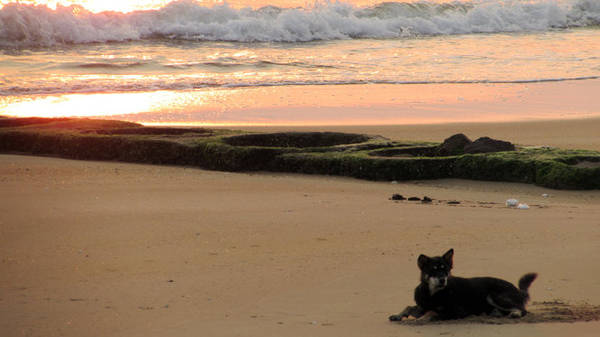 Sau một hồi lâu đùa nghịch, chú chó này đã “chọn cách” nằm yên trên bãi cát dài tận hưởng sự yên bình buổi sớm mai - Ảnh: N.H.Thanh