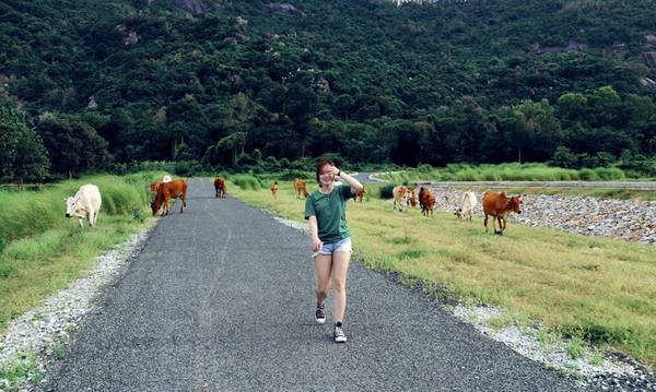 Tại đây bạn có thể chụp hình với đàn bò, chúng rất "hiền" và mê ăn dã man, mình đi qua đi lại chụp cả chục tấm ảnh mà những chú bò vẫn cứ nhởn nhơ gặm cỏ.