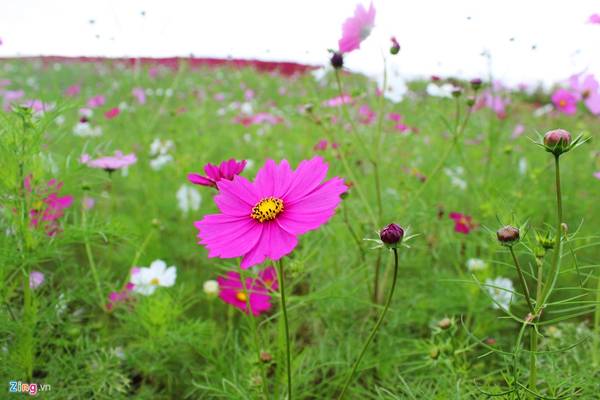 Dưới chân đồi là hoa bươm bướm đung đưa trong gió, càng khiến màu đỏ của cỏ kochia càng nổi bật và rực rỡ.