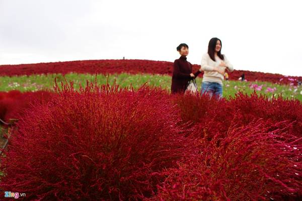 Được trồng hàng triệu cây để tạo thành đồi cỏ đỏ rực cho du khách tham quan thì chỉ có công viên ven biển Hitachi (TP.Hitachi, tỉnh Ibaraki, Nhật Bản).