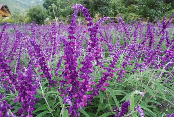 Tuy nhiên, một số ý kiến cho rằng loài hoa ở đây là hoa xác pháo (salvia), cũng được trồng ở một số vùng tại Việt Nam.