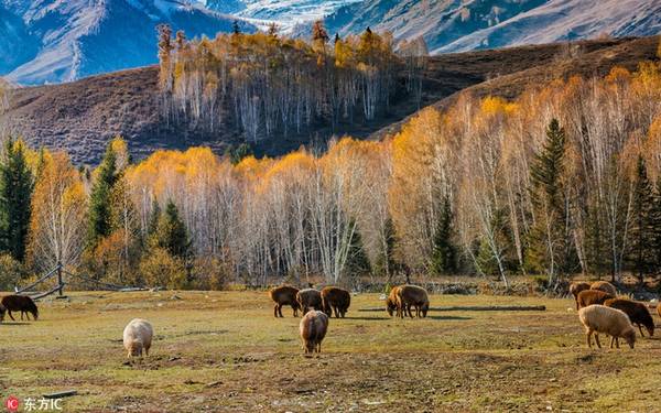 Khung cảnh mùa thu đẹp như cổ tích ở vùng đồng cỏ Hemu, Altay, Tân Cương. 