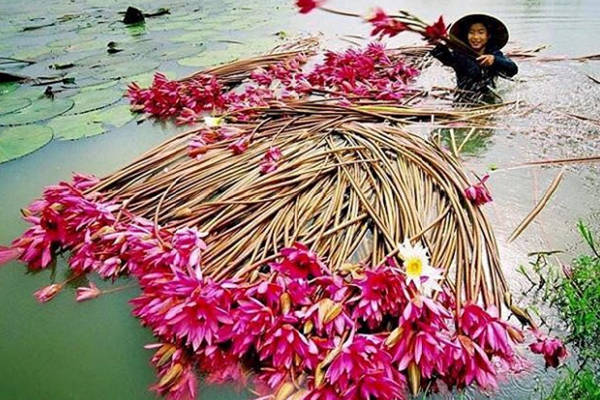 Bộ ảnh “Thu hoạch hoa súng” đậm chất thơ của nhiếp ảnh gia Việt Nam | Báo  Dân trí