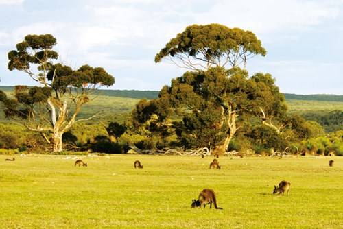 Phong cảnh đẹp ở Kangaroo Island
