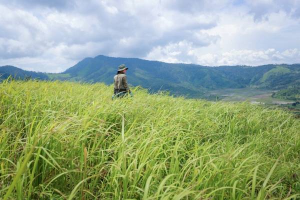 Không chỉ có hoa dã quỳ, khi lên đỉnh Chư Đăng Ya, du khách sẽ có dịp khám phá những bãi cỏ xanh ngút ngàn, giống như đi giữa thảo nguyên.