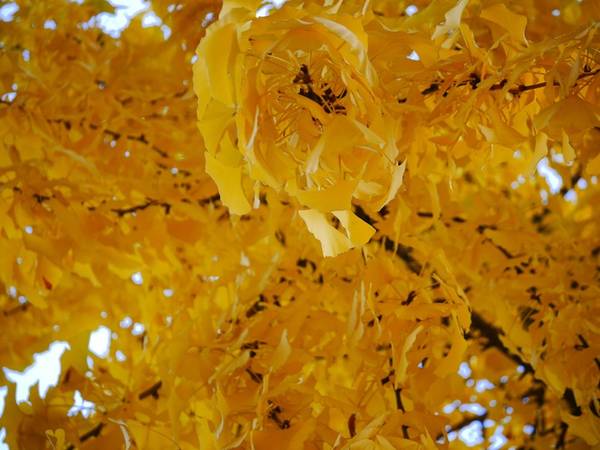 Những chiếc lá vàng lộng lẫy trên nền trời xanh biếc hay lẻ loi đón lấy những tia nắng cuối cùng là hình ảnh quen thuộc nhất trong mùa thu. Đứng dưới tán cây rẻ quạt, bạn sẽ bị cuốn hút bởi những chùm lá vàng rực rỡ.