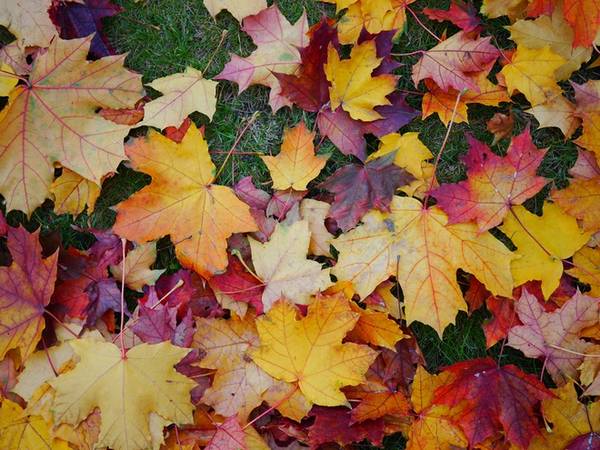 Lá mùa thu còn được tổ điểm bằng đủ các cung bậc màu sắc khác nhau nhưng tất cả đều nhẹ nhàng và lãng mạn.