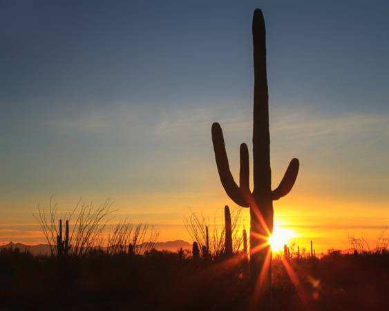 Xương rồng Saguaro, biểu tượng của bang Arizona - Ảnh: wp