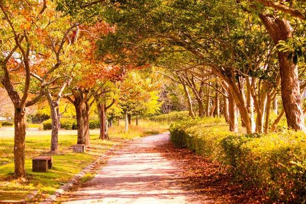 Đầu thu luôn là thời điểm tuyệt vời ở Nhật Bản với cơn gió lạnh đầu mùa dịu nhẹ, và những tán cây phong bắt đầu chuyển sắc. Những hàng cây ngả vàng và xanh xen lẫn, tạo nên gam màu mùa thu đầy trữ tình.