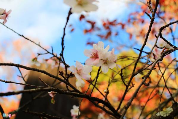  Ngắm hoa anh đào mùa thu: Nếu những nơi khác của Nhật Bản, hoa anh đào nở vào mùa xuân thì tại công viên Obara (thành phố Toyota), loại hoa này khoe sắc từ tháng 10-12 Dương lịch. Dù không đặc sắc như tháng 4, sự kết hợp của hoa với lá phong đỏ, lá ngân hạnh vàng tạo nên nét quyến rũ riêng.