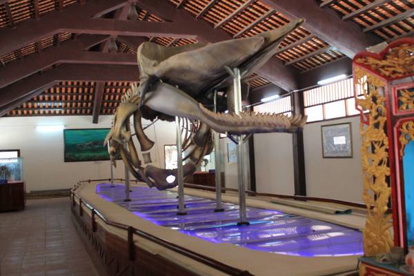 Bộ xương cá voi dài gần 20m tại nhà trưng bày cốt Ông Hải Nam tại Vạn An Thạnh, đảo Phú Quý. Ảnh: San San