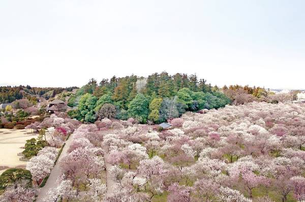 Ảnh chụp mùa xuân ở công viên Hitachi nằm tại thành phố Hitachinaka (quận Ibaraki, Nhật Bản). Đây là điểm đến nổi tiếng của nhiều tour du lịch từ khắp nơi trên thế giới.