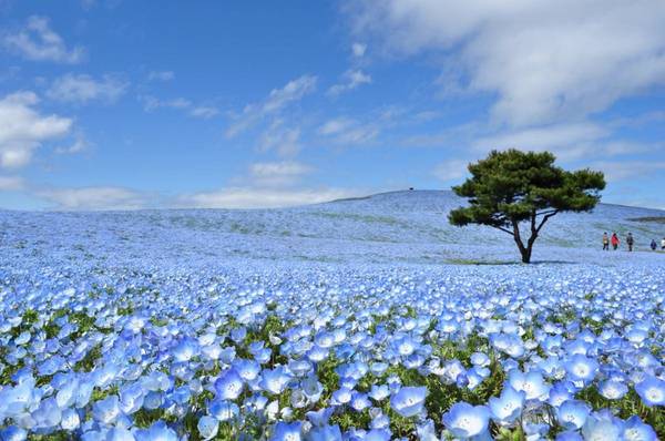 Nemophila hay còn gọi là hoa mắt xanh, là loài hoa biểu tượng của tỉnh Ibaraki. Hàng năm, công viên đều tổ chức lễ hội Hanami Nemophila - lễ hội ngắm hoa. Hoa được trồng khắp các ngọn đồi trong công viên Hitachi và nở rộ vào mùa xuân, khoảng tháng 4.