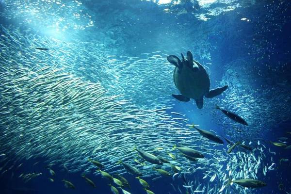 Ibaraki còn có khu thủy cung quy mô lớn nhất Nhật Bản. Tại đây, du khách có thể chiêm ngưỡng 580 chủng loại và 68.000 cá thể sinh vật sống.Khu thủy cung Ibaraki còn nổi tiếng với hơn 50 loài cá mập đang được nuôi dưỡng và chăm sóc tại đây.
