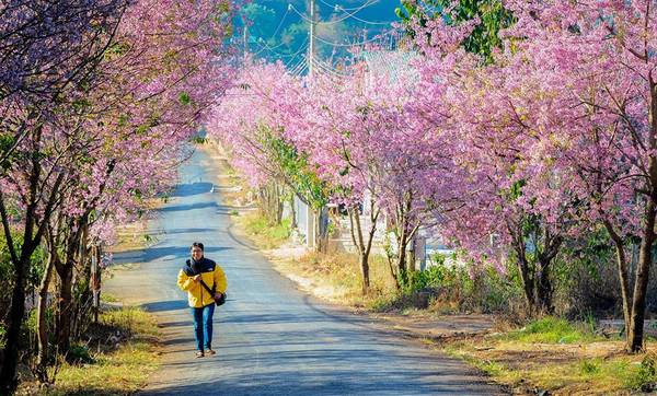 Lễ hội hoa mai anh đào 2017 sẽ được tổ chức tại Đà Lạt