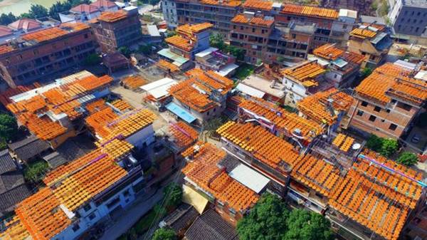 Hồng được phơi trên nóc nhà của một làng ở Tuyền Châu, Phúc Kiến, Trung Quốc.