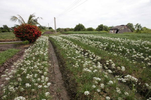 Tuyệt đẹp một cánh đồng hoa hẹ - Ảnh: Châu Xuân Mai