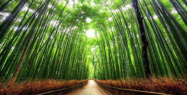 Giữa rừng trúc xanh ngắt là một con đường nên thơ, tạo nhiều cảm hứng cho các bộ phim, quảng cáo tại Nhật Bản. Ảnh: welcomekansai.
