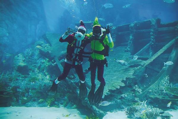 Thủy cung S.E.A. Aquarium tạo bất ngờ cho khách du lịch với hình ảnh ông già Noel và thần lùn ngụp lặn dưới biển xanh trong chương trình Merry Fishmas.