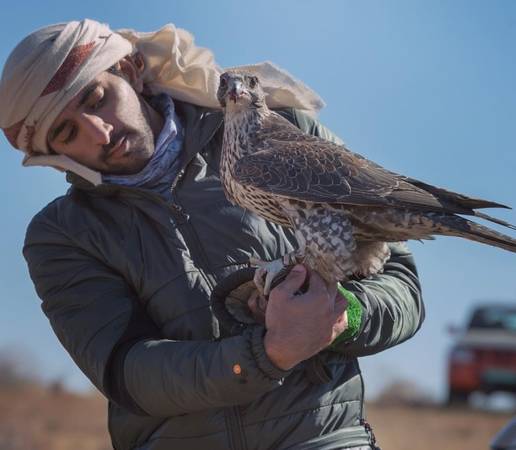 Một trong những thú vui thời thượng của hoàng tử Hamdan chính là huấn luyện chim cắt. Ảnh: Instagram.