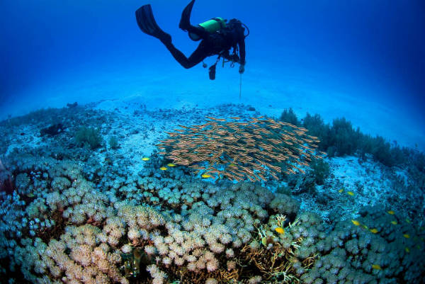  Dưới làn nước trong xanh, bạn có thể nhìn thấy san hô và bọt biển với đủ hình dạng và kích thước khác nhau. Ảnh: Sunphol Sorakul