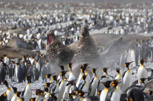 Ngoài hàng nghìn con chim cánh cụt, du khách còn dễ dàng ngắm cả những con hải cẩu to lớn.