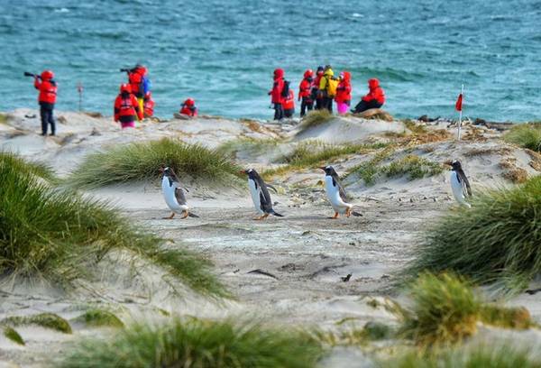 Trên hình là những con chim cánh cụt Gentoo trên quần đảo Falkland. Đoàn của Wang bắt gặp chúng lần đầu trong chuyến đi tại quần đảo Falkland, nơi mà chiến tranh Falkland đã xảy ra giữa Argentina và Vương quốc Anh vào năm 1982. Ngoài chim cánh cụt, quần đảo hiện là nơi trú ngụ của rất nhiều loài chim khác như rockhopper (một loài chim cánh cụt), leucocarbo (chim họ cốc) và hải âu đen.