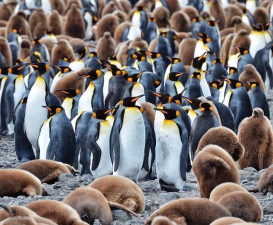 Những bầy chim cánh cụt con nằm giữa các con trưởng thành hơn trên đảo South Georgia.