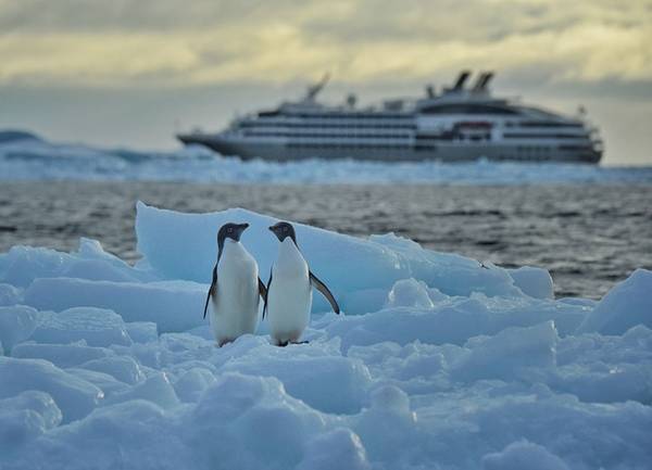Wang kể rằng: "Khi chúng tôi lặng lẽ đặt máy ảnh xuống và ngắm những đàn chim cánh cụt trên nền băng tuyết trắng xóa, mọi thứ dường như mờ nhạt hết, để lại trong chúng tôi là một khoảnh khắc thật yên bình".