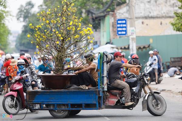 Chậu mai đẹp đã có chủ nhân và được chuyển về nhà. Thông thường, người bán bao xe trong bán kính 3 km, xa hơn thì người mua phải trả thêm phí. Chậu mai đẹp đã có chủ nhân và được chuyển về nhà. Thông thường, người bán bao xe trong bán kính 3 km, xa hơn thì người mua phải trả thêm phí.