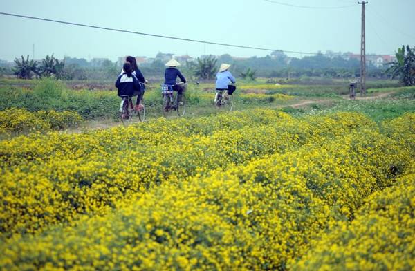 Cánh đồng thôn Nghĩa Trai, xã Tân Quang, huyện Văn Lâm, tỉnh Hưng Yên (giáp ranh Hà Nội) những ngày này được phủ một màu vàng rực rỡ của các luống hoa cúc "tiến vua" đang vào mùa thu hoạch. 