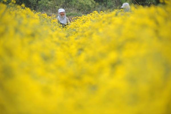 Cánh đồng hoa cúc "tiến vua" đang vào vụ thu hoạch, hoa nở vàng rực khắp lối.