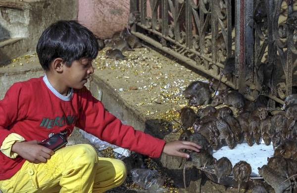 Karni Mata (đền Chuột) ở Rajasthan, Ấn Độ là ngôi đền chứa hơn 20.000 con chuột. Với người dân và du khách, chuột được coi là tai họa luôn mang đến dịch bệnh, phá hoại mùa màng thì ở đây, chúng lại được cung phụng, tôn thờ, cho ăn và bảo vệ.