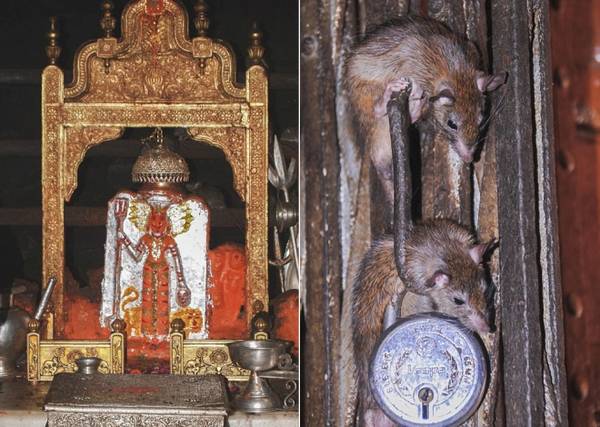 Các tín đồ cho rằng loài chuột là hóa thân của nữ thần Karni Mata (ảnh trái)
