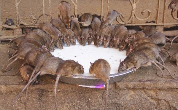 Surender Sharma, một du khách, cho biết đây lần đầu tiên cô chứng kiến một nơi tôn nghiêm lại có nhiều chuột đến vậy. Điều kỳ lạ hơn là dù nhiều chuột, nơi đây không hề có bệnh dịch do loài vật này mang tới.