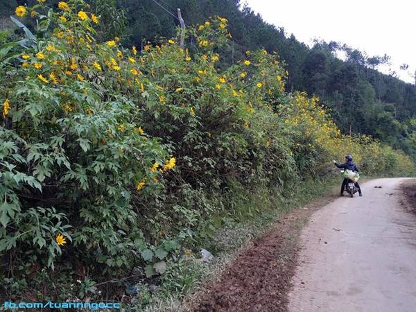 Đường đến Xà Hồ - Trạm Tấu có nhiều đoạn khó đi, nhưng bù lại, phong cảnh ven đường rất đẹp, mộng mơ và còn giữ nguyên vẻ hoang sơ với bạt ngàn hoa dã quỳ nở rộ, bản làng lấp ló bên sườn núi. Với các thông tin còn nhiều tranh cãi về độ cao 2.985 m, đây là ngọn núi cao thứ 7 của Việt Nam thuộc xã Xà Hồ, huyện Trạm Tấu (Yên Bái).