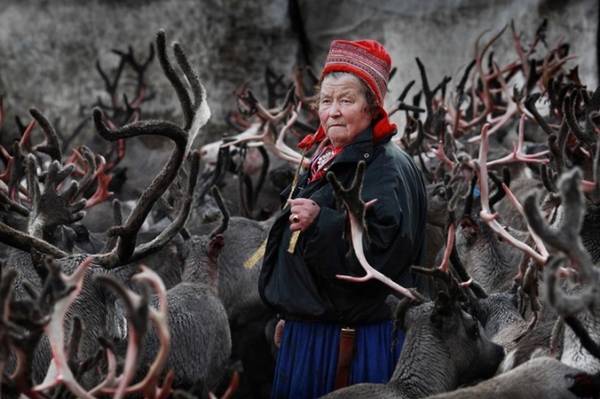 Trước khi chăn nuôi tuần lộc, người Sami săn bắn loài thú này. Thịt tuần lộc làm thức ăn và đem buôn bán, lông và sừng để chế tác đồ thủ công mỹ nghệ. Ảnh: BBC.