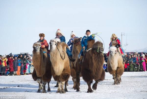 Cứ vào thời điểm cuối tháng 12 hàng năm, người Mông Cổ ở Hexigten Qi lại tổ chức cuộc đua lạc đà như một cách quảng bá văn hoá dân gian truyền thống. Đây là sự kiện thu hút đông đảo cộng đồng dân tộc địa phương cùng du khách đến từ nhiều nơi trên thế giới.