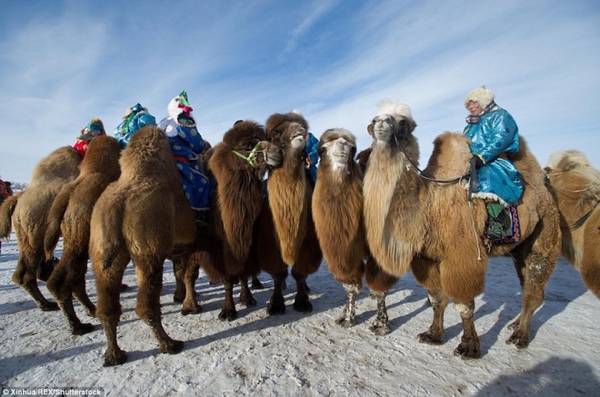 Hơn 200 con lạc đà đã tập trung tại Hexigten Qi, khu tự trị Nội Mông, phía bắc Trung Quốc. Cuộc thi không chỉ thể hiện sự gắn bó của lạc đà với lối sống du mục của người Mông Cổ mà còn là cách để đánh dấu mùa đông đã về trên cao nguyên.