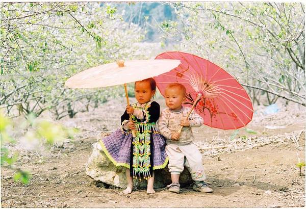 Hoa mận cũng là bản sắc của Mộc Châu. Trẻ em chơi Tết dưới màu trắng tinh khôi của mận là hình ảnh không thể thiếu của mảnh đất du lịch này.