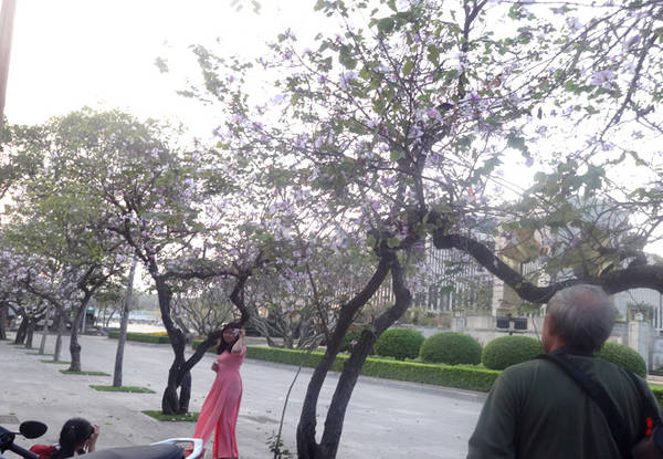  Cứ độ tháng 2, tháng 3 những cánh hoa ban tím lại lấp ló trên nhiều tuyến phố của Hà Nội. Năm nay, do thời tiết ấm nóng nên hoa nở sớm hơn.