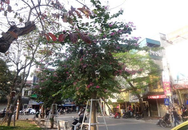 Những cây hoa ban trên đường Điện Biên Phủ cũng đang khoe sắc.