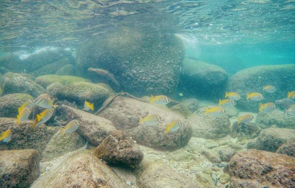 Cá bơi tung tăng tại bãi đá Shark Bay.