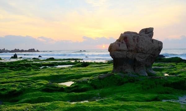 Cứ sau Tết Nguyên đán, khoảng tháng 2-3 hàng năm là bãi đá ven biển Cổ Thạch thuộc huyện Tuy Phong, Bình Thuận lại phủ rêu xanh mướt. Đây cũng là thời điểm dân săn ảnh đổ xô về.