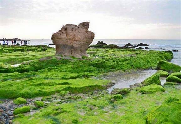 Biển Bình Thuận nhiều tầng đá, lại là nơi vươn ra biển để đón mùa nắng sớm hơn các vùng biển khác, nên rong rêu ở đây hình thành sớm và đẹp hơn so với những vùng biển khác.
