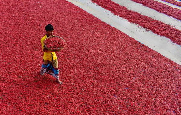 Nghề trồng ớt, chế biến ớt đã tồn tại ở Bogra hàng trăm năm nay - Ảnh: Solent News