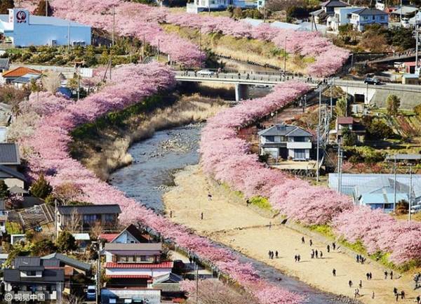 Mùa xuân thường đến sớm hơn với Kawazu, một ngôi làng nằm ở ngoại ô Tokyo, Nhật Bản. Đây là điểm đến nổi tiếng với du khách khắp nơi bởi vào mùa xuân, 8.000 cây anh đào bừng nở đồng loạt biến nơi đây như chốn tiên cảnh.