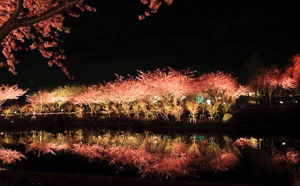 Đêm buông xuống ở Kawazu, những cây anh đào được thắp đèn sáng lung linh, phản chiếu các tán cây xuống mặt nước của dòng sông bên cạnh.