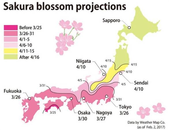 Kochi, một thành phố ven biển phía nam của Nhật Bản, dự tính là nơi tiếp theo có hoa anh đào nở. Trên đây là lịch dự đoán hoa anh đào nở. Osaka, Nagoya, Tokyo và Fukuoka hoa sẽ nở vào khoảng 26 - 31/3. Hoa ở Niigata và Sendai được dự đoán nở vào ngày 6 - 10/4. Còn Sapporo thuộc đảo Hokkaido phía bắc Nhật Bản thường hoa anh đào nở rất muộn, sau 16/4.